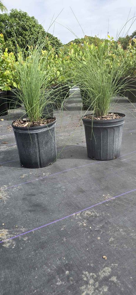 muhlenbergia-capillaris-gulf-coast-muhly-grass-hair-awn-muhly-pink-muhly-grass