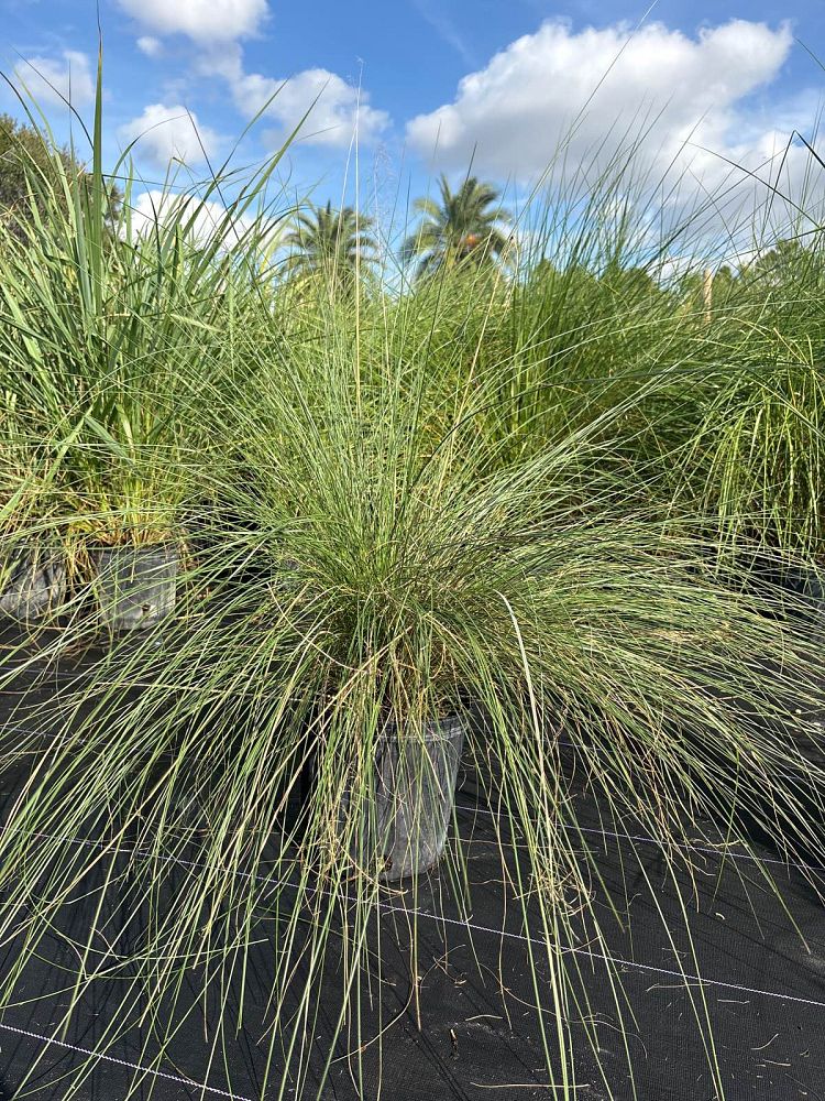 muhlenbergia-capillaris-gulf-coast-muhly-grass-hair-awn-muhly-pink-muhly-grass