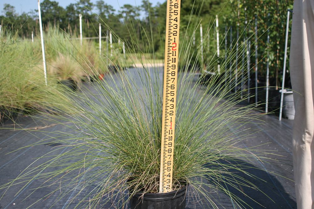 muhlenbergia-capillaris-lenca-gulf-coast-muhly-grass-regal-mist-pink-hair-awn-muhly