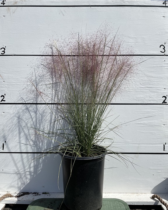 muhlenbergia-capillaris-lenca-gulf-coast-muhly-grass-regal-mist-pink-hair-awn-muhly