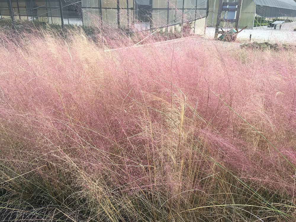 muhlenbergia-capillaris-pink-cloud-gulf-coast-muhly-grass-hair-awn-muhly
