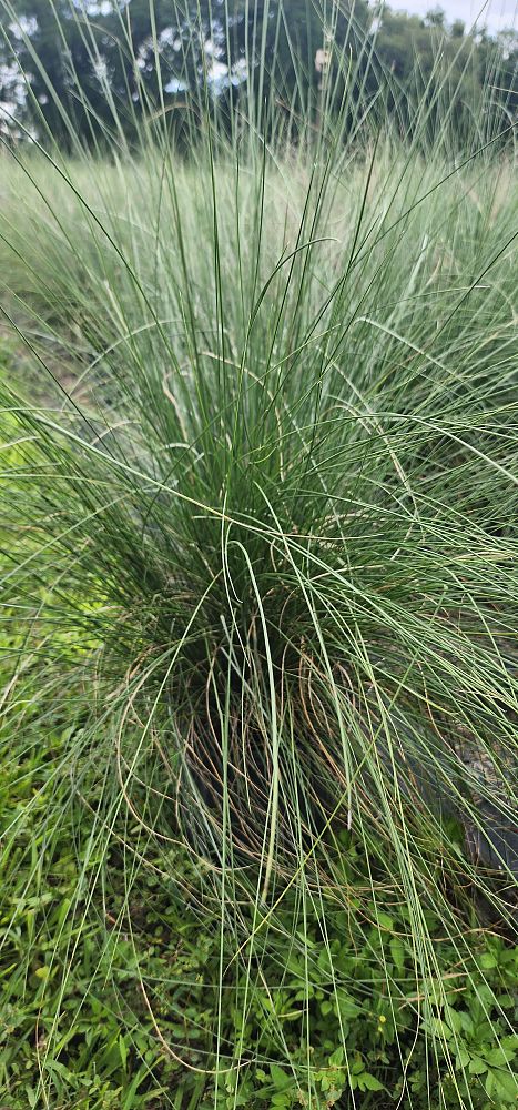 muhlenbergia-capillaris-pink-cloud-gulf-coast-muhly-grass-hair-awn-muhly