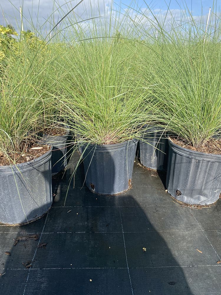 muhlenbergia-capillaris-pink-cloud-gulf-coast-muhly-grass-hair-awn-muhly