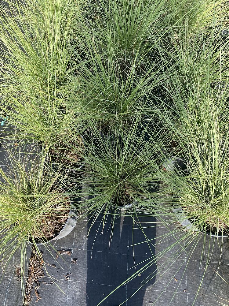 muhlenbergia-capillaris-pink-cloud-gulf-coast-muhly-grass-hair-awn-muhly