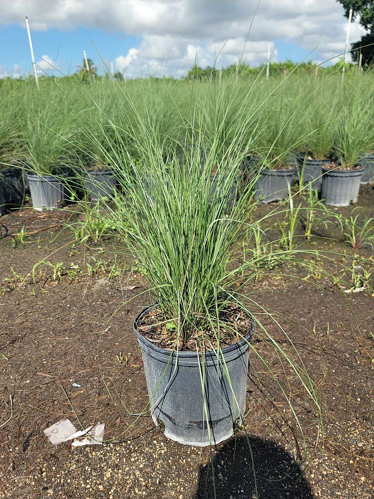 muhlenbergia-capillaris-pink-cloud-gulf-coast-muhly-grass-hair-awn-muhly