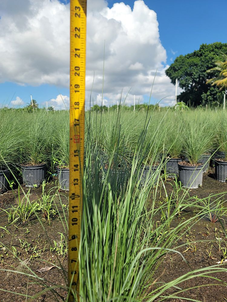 muhlenbergia-capillaris-pink-cloud-gulf-coast-muhly-grass-hair-awn-muhly