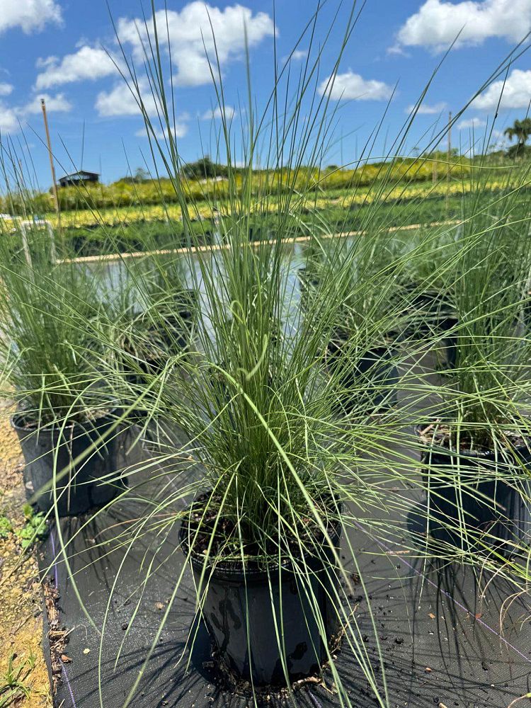muhlenbergia-capillaris-pink-cloud-gulf-coast-muhly-grass-hair-awn-muhly