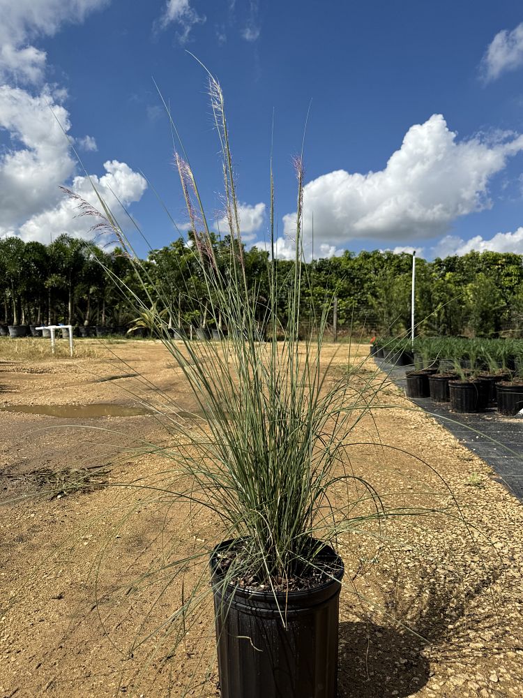 muhlenbergia-capillaris-pink-cloud-gulf-coast-muhly-grass-hair-awn-muhly