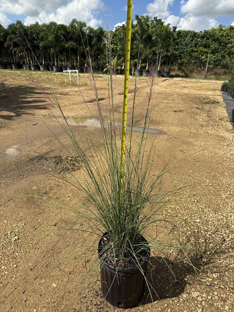 muhlenbergia-capillaris-pink-cloud-gulf-coast-muhly-grass-hair-awn-muhly