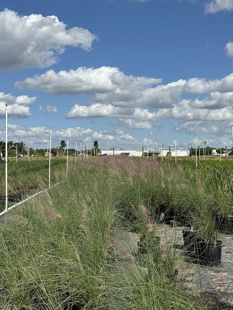 muhlenbergia-capillaris-pink-cloud-gulf-coast-muhly-grass-hair-awn-muhly