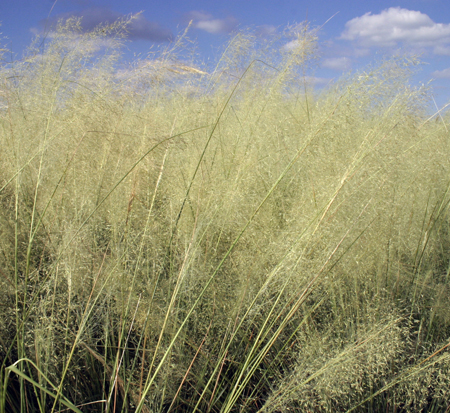 muhlenbergia-capillaris-white-cloud-gulf-coast-muhly-grass-hair-awn-muhly