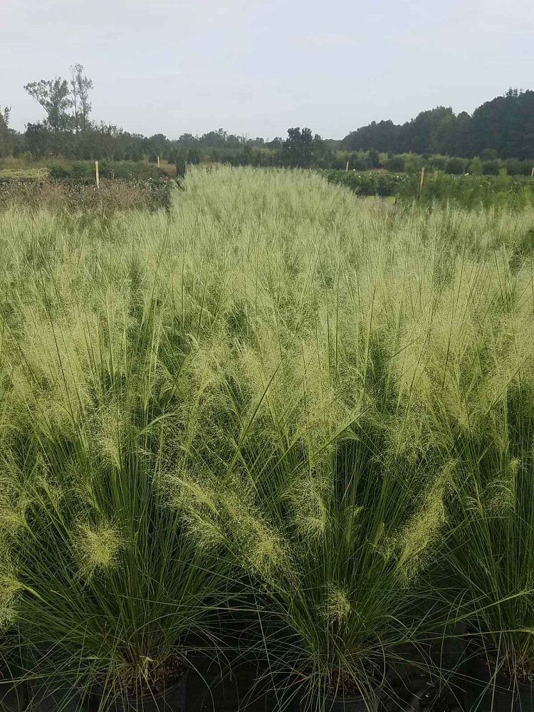 muhlenbergia-capillaris-white-cloud-gulf-coast-muhly-grass-hair-awn-muhly