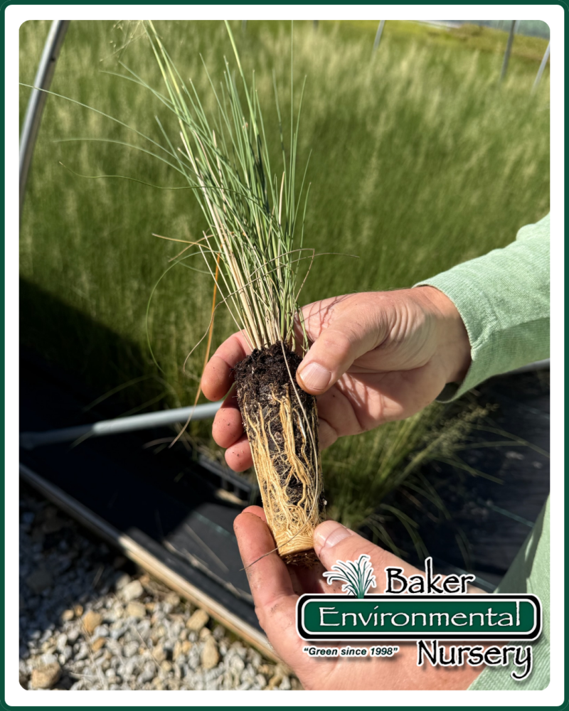 muhlenbergia-capillaris-white-cloud-gulf-coast-muhly-grass-hair-awn-muhly