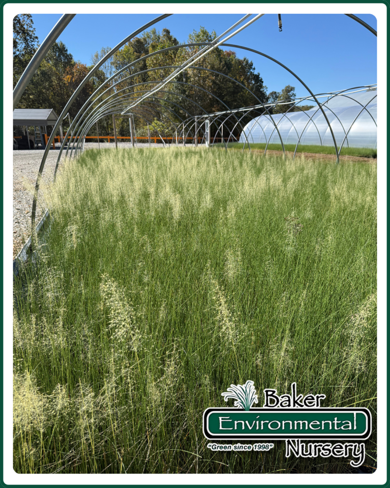 muhlenbergia-capillaris-white-cloud-gulf-coast-muhly-grass-hair-awn-muhly