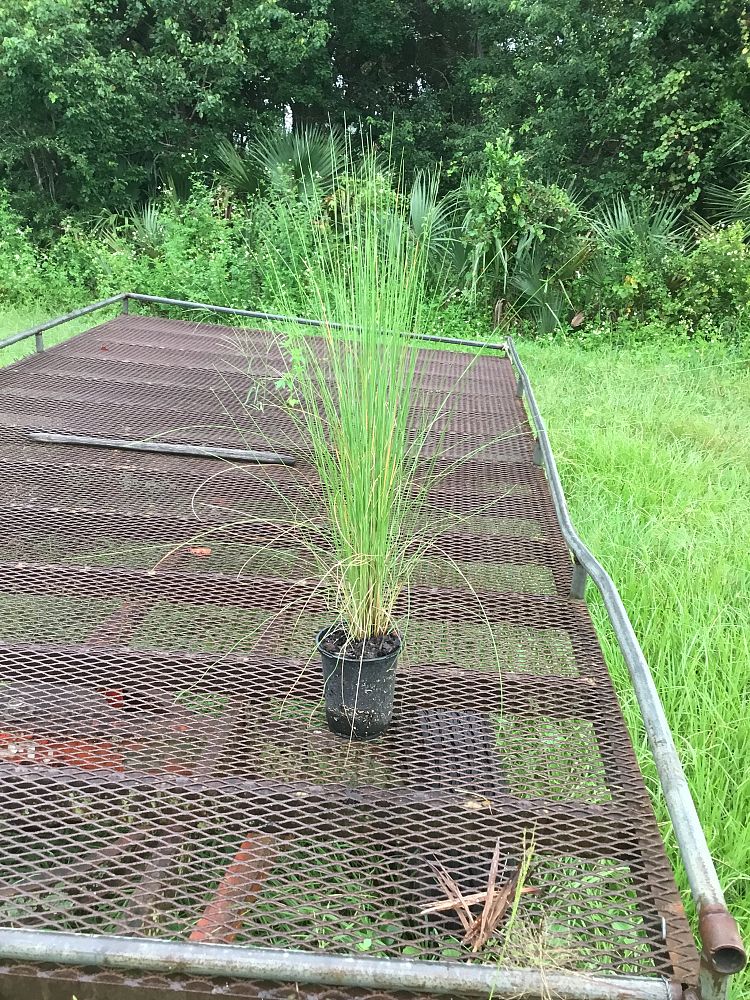 muhlenbergia-capillaris-white-cloud-gulf-coast-muhly-grass-hair-awn-muhly
