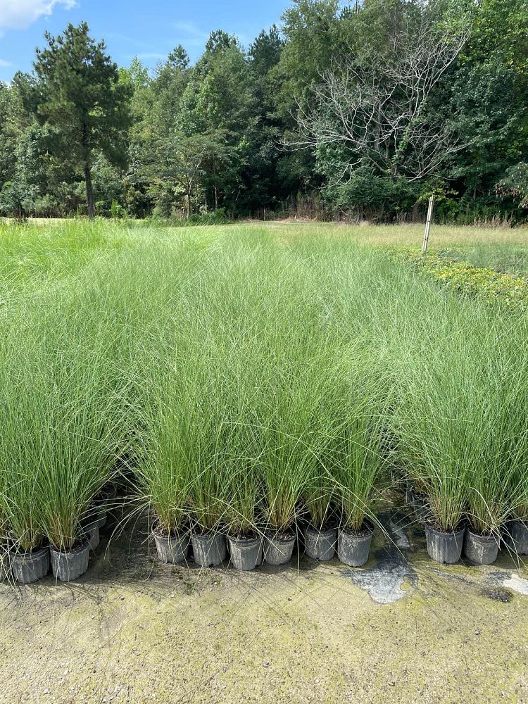 muhlenbergia-capillaris-white-cloud-gulf-coast-muhly-grass-hair-awn-muhly