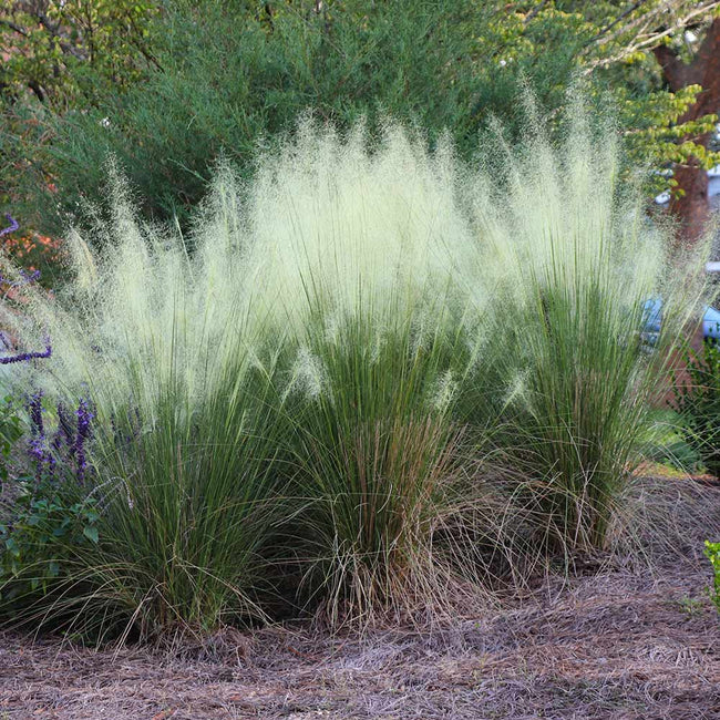 muhlenbergia-capillaris-white-cloud-gulf-coast-muhly-grass-hair-awn-muhly