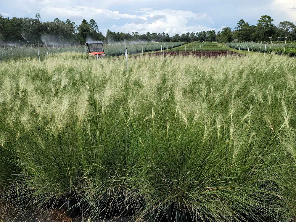 muhlenbergia-capillaris-white-cloud-gulf-coast-muhly-grass-hair-awn-muhly