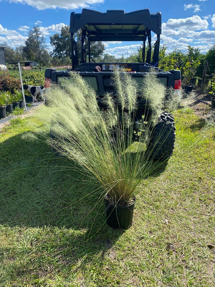muhlenbergia-capillaris-white-cloud-gulf-coast-muhly-grass-hair-awn-muhly