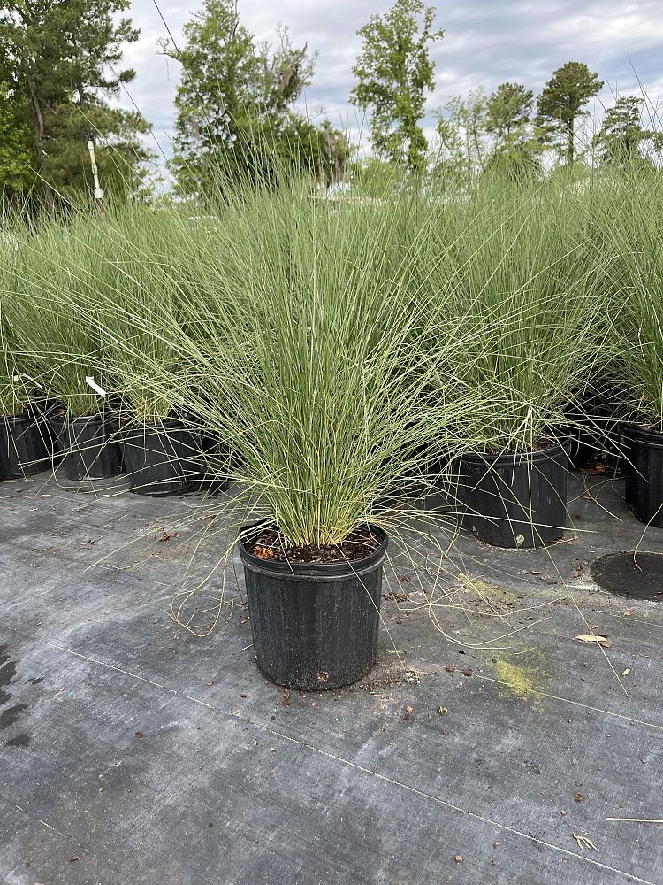 muhlenbergia-capillaris-white-cloud-gulf-coast-muhly-grass-hair-awn-muhly