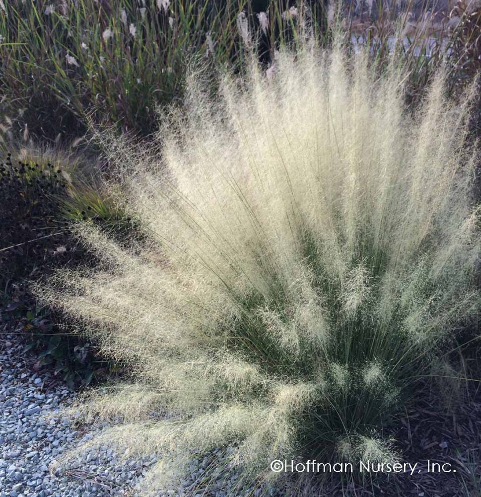 muhlenbergia-capillaris-white-cloud-gulf-coast-muhly-grass-hair-awn-muhly