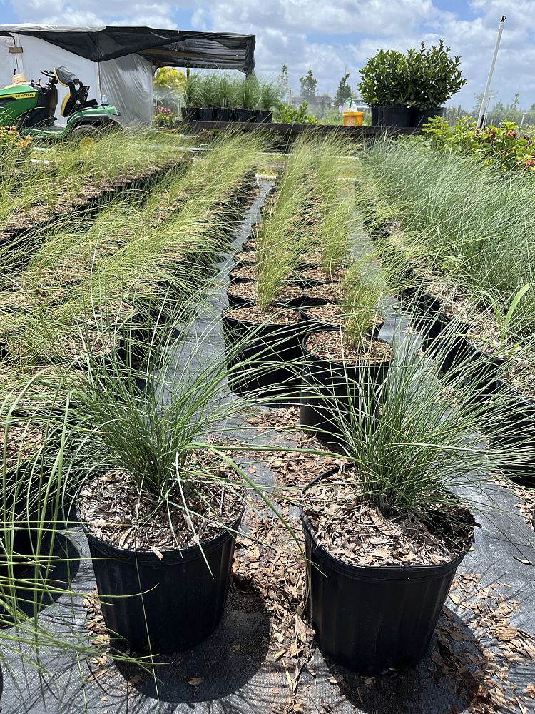 muhlenbergia-capillaris-white-cloud-gulf-coast-muhly-grass-hair-awn-muhly