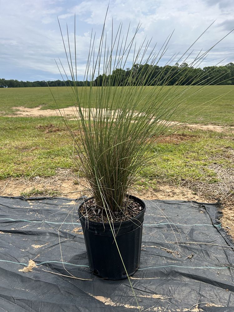 muhlenbergia-capillaris-white-cloud-gulf-coast-muhly-grass-hair-awn-muhly