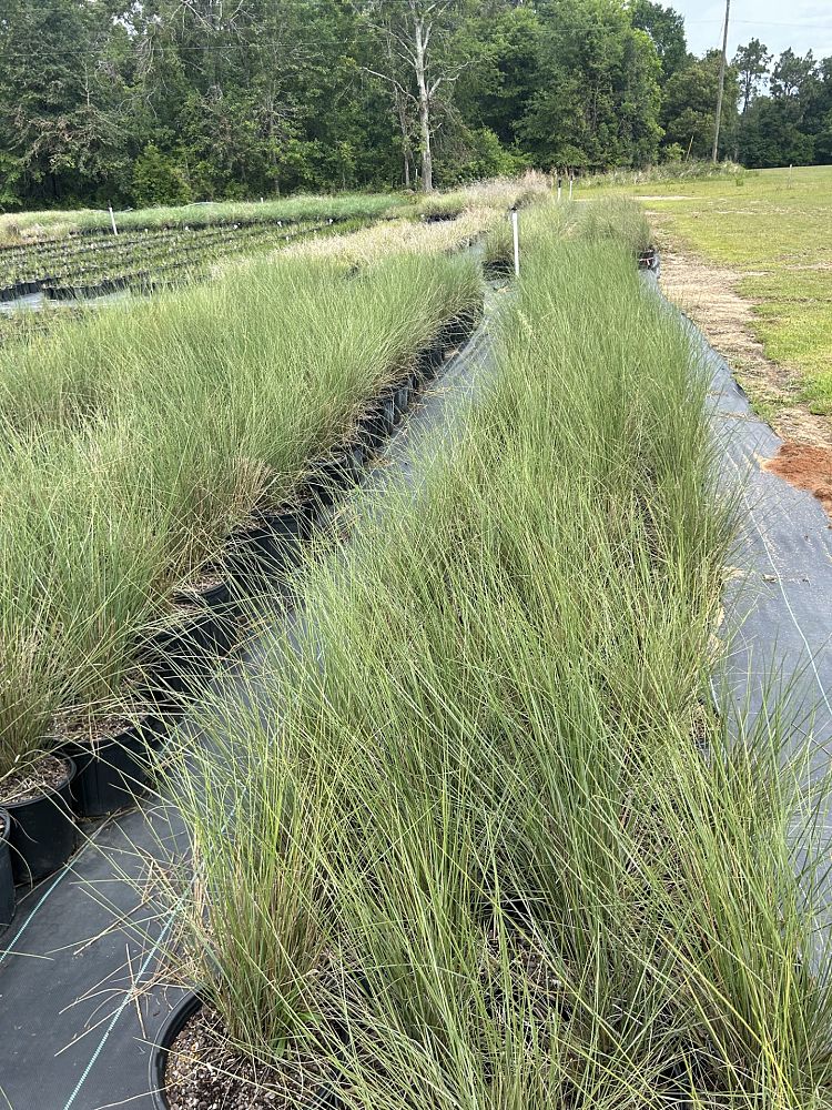 muhlenbergia-capillaris-white-cloud-gulf-coast-muhly-grass-hair-awn-muhly