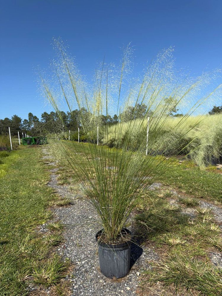 muhlenbergia-capillaris-white-cloud-gulf-coast-muhly-grass-hair-awn-muhly