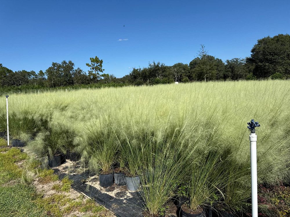 muhlenbergia-capillaris-white-cloud-gulf-coast-muhly-grass-hair-awn-muhly