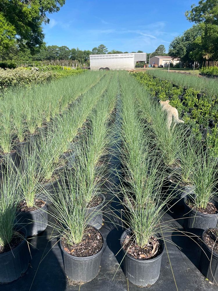 muhlenbergia-capillaris-white-cloud-gulf-coast-muhly-grass-hair-awn-muhly