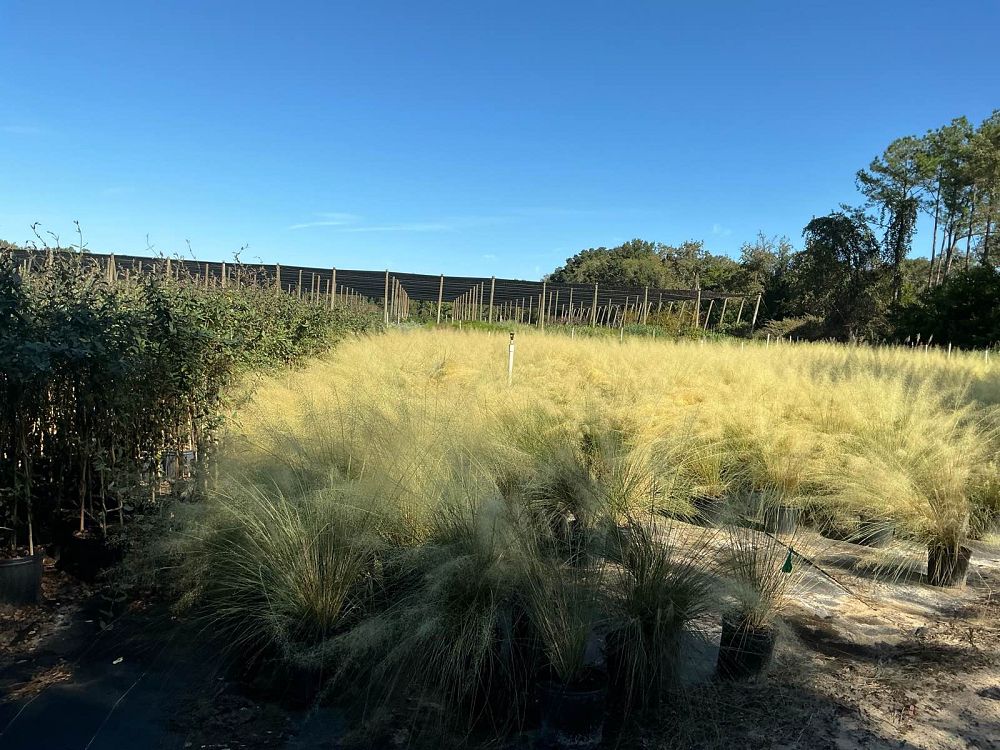muhlenbergia-capillaris-white-cloud-gulf-coast-muhly-grass-hair-awn-muhly