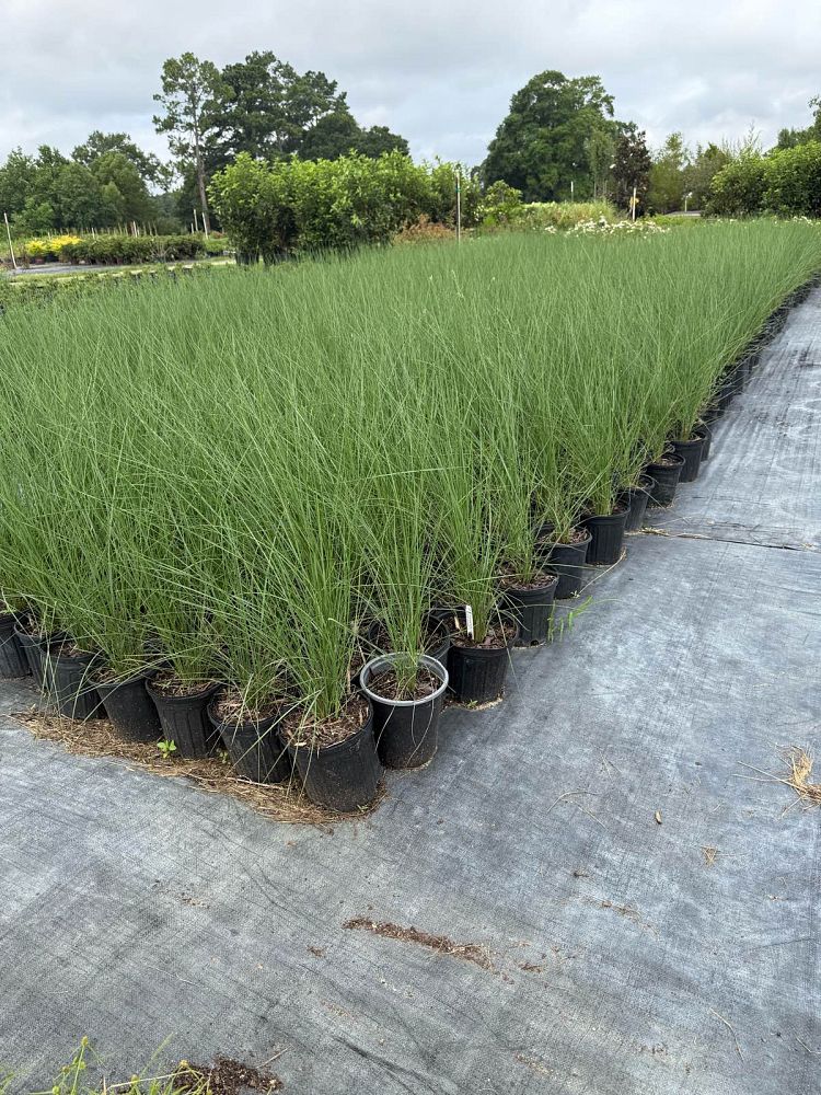 muhlenbergia-capillaris-white-cloud-gulf-coast-muhly-grass-hair-awn-muhly