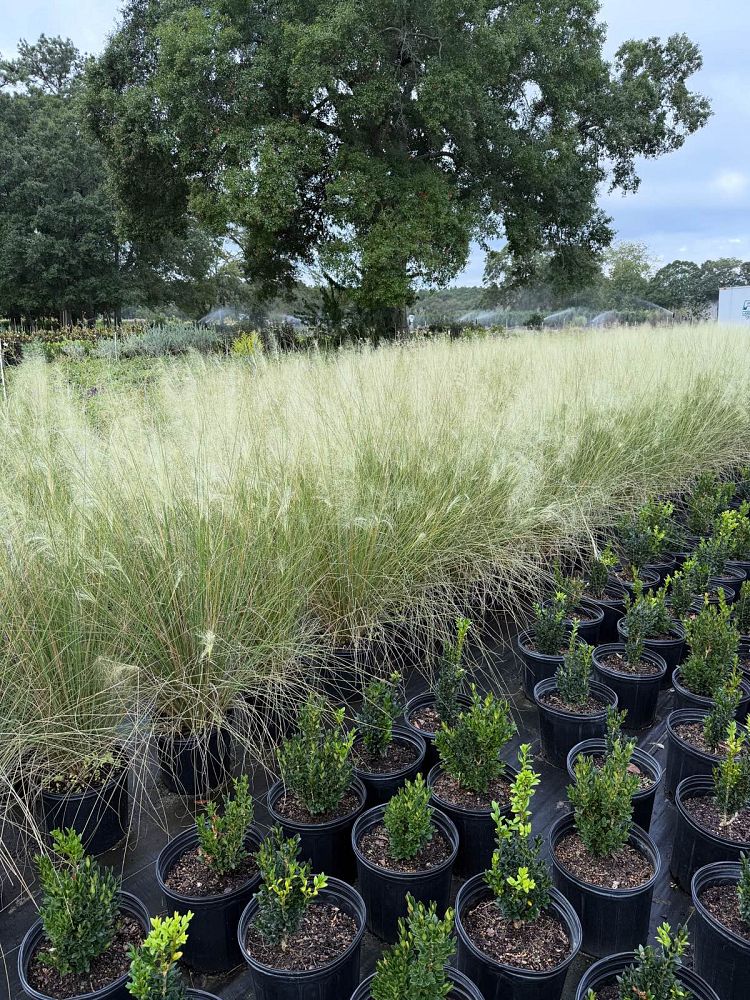 muhlenbergia-capillaris-white-cloud-gulf-coast-muhly-grass-hair-awn-muhly