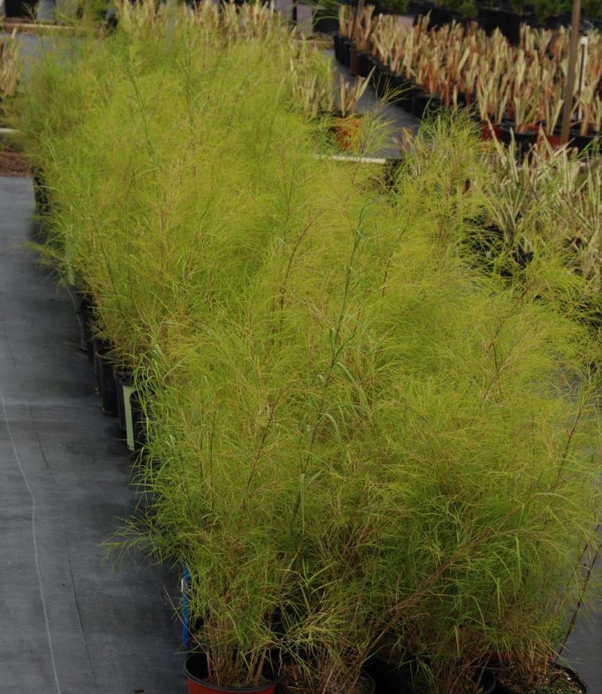 muhlenbergia-dumosa-bamboo-muhly