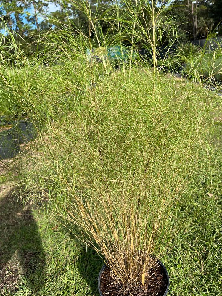 muhlenbergia-dumosa-bamboo-muhly