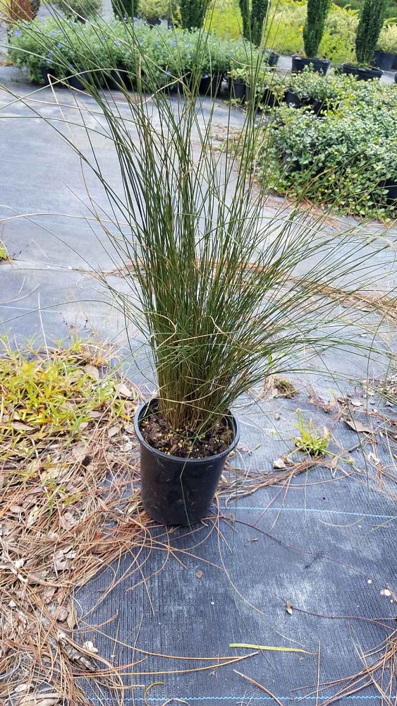 muhlenbergia-lindheimeri-autumn-glow-blue-muhly-grass-big-muhly-grass