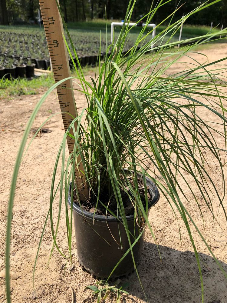muhlenbergia-lindheimeri-lindheimer-s-muhly