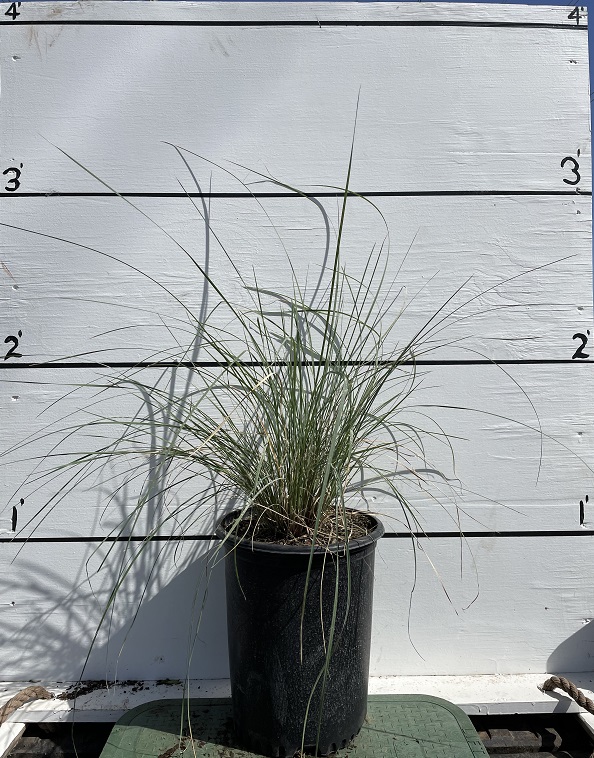 muhlenbergia-lindheimeri-lindheimer-s-muhly