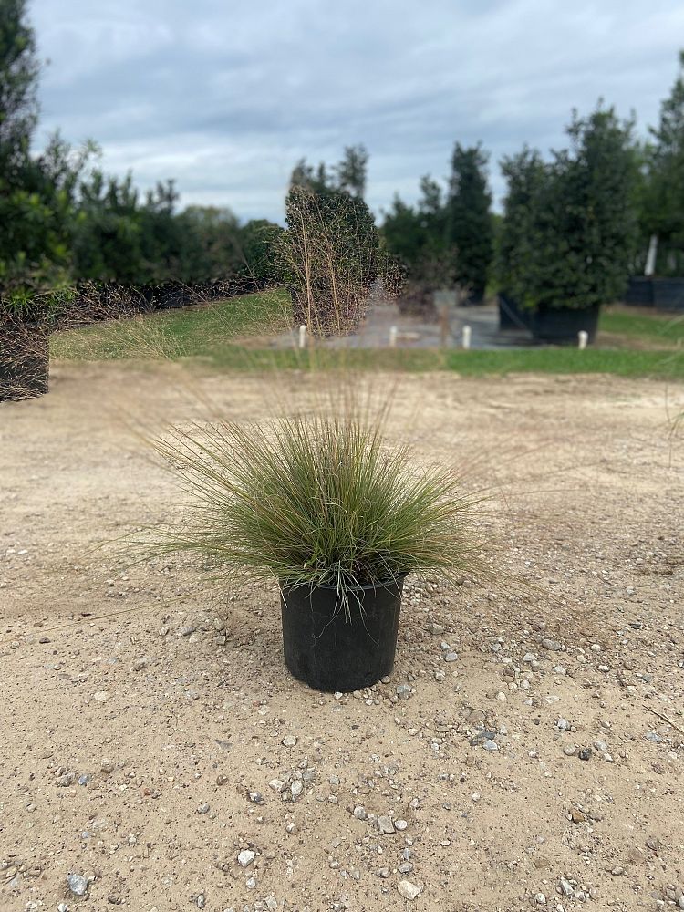 muhlenbergia-lindheimeri-lindheimer-s-muhly