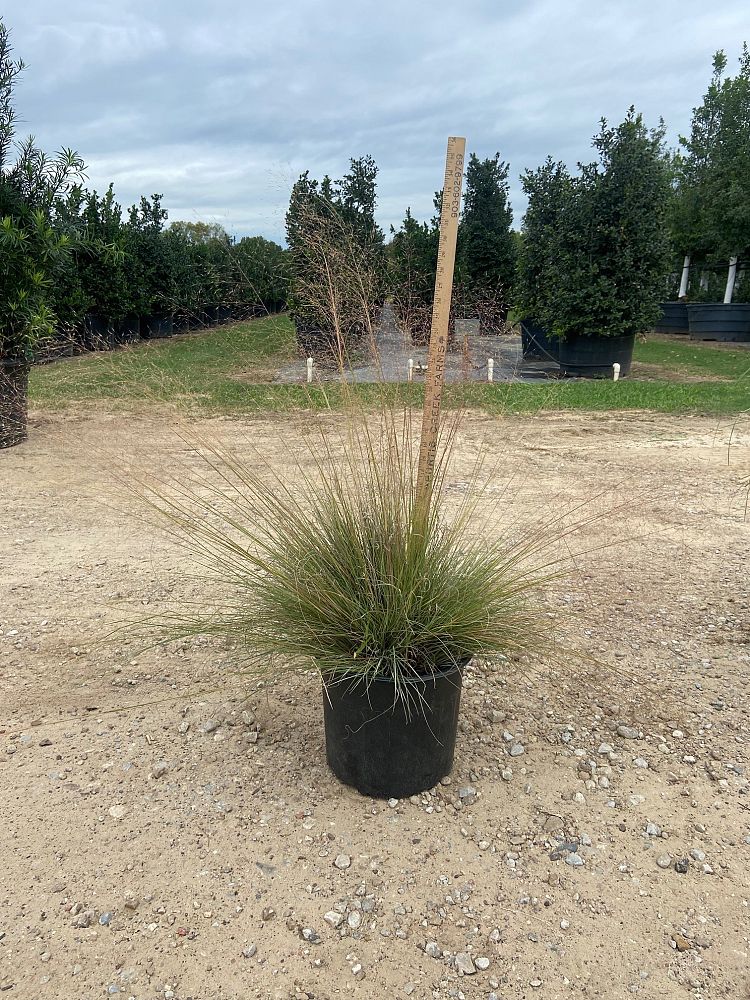 muhlenbergia-lindheimeri-lindheimer-s-muhly