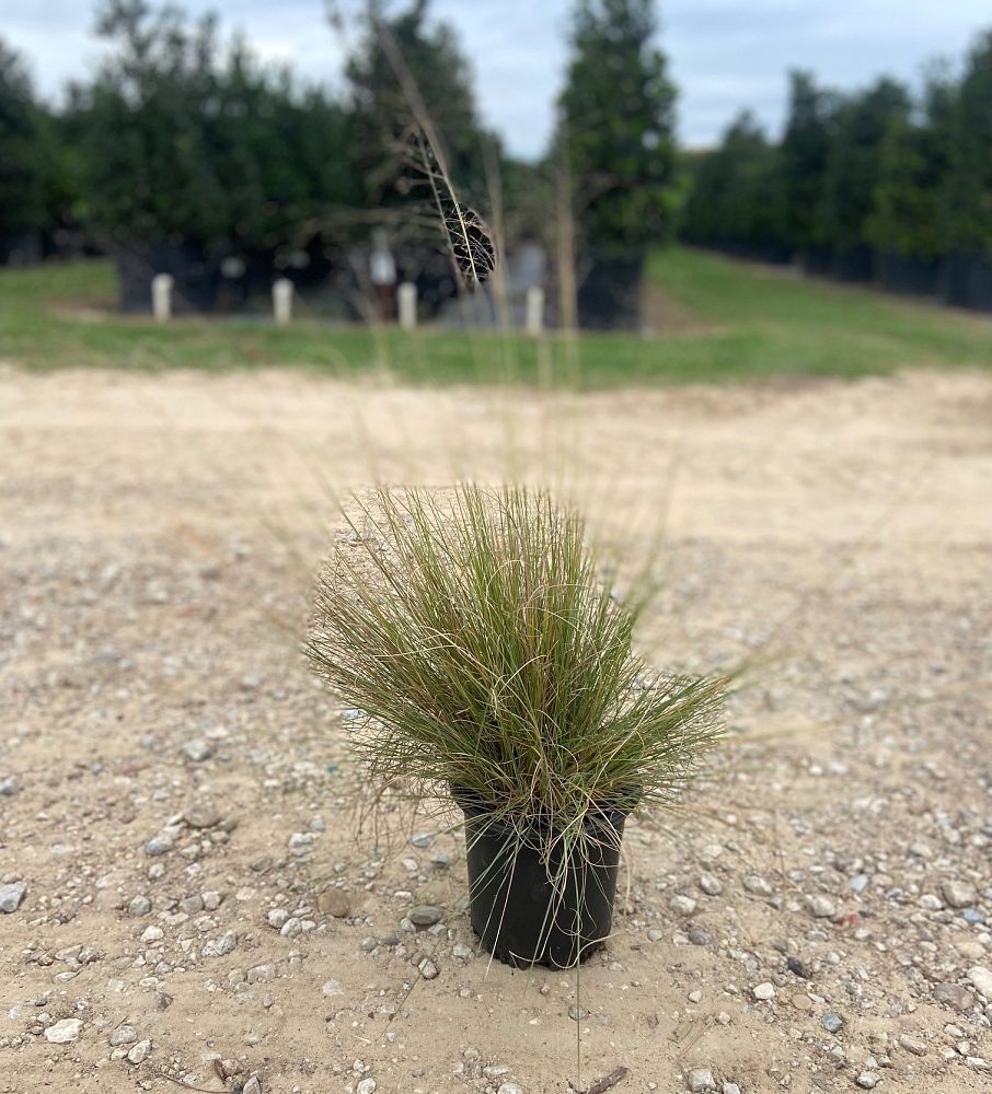 muhlenbergia-lindheimeri-lindheimer-s-muhly