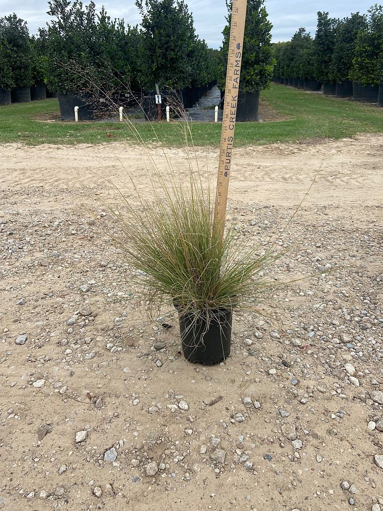 muhlenbergia-lindheimeri-lindheimer-s-muhly