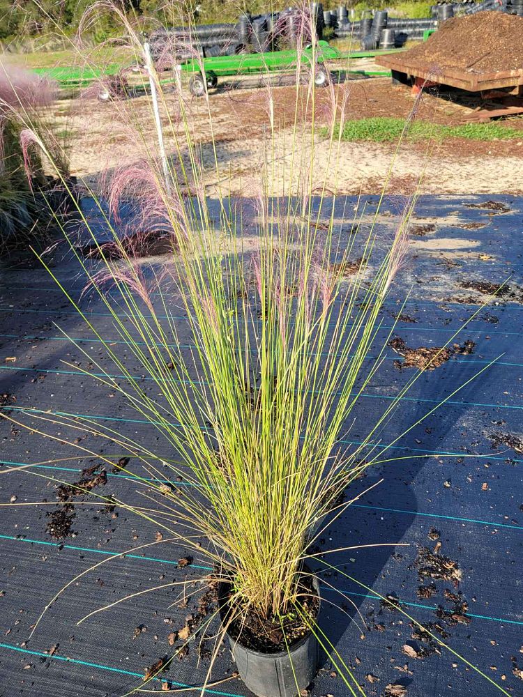 muhlenbergia-muhly-grass