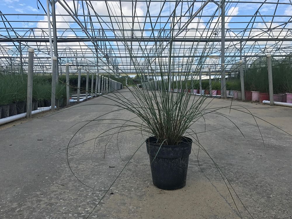 muhlenbergia-muhly-grass