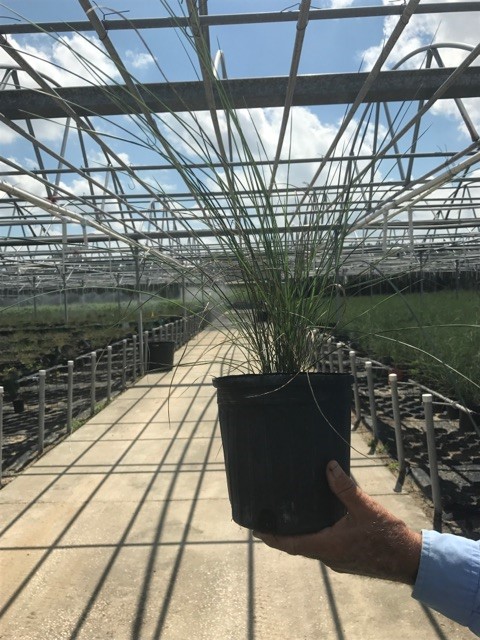 muhlenbergia-muhly-grass