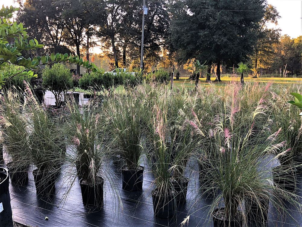 muhlenbergia-muhly-grass