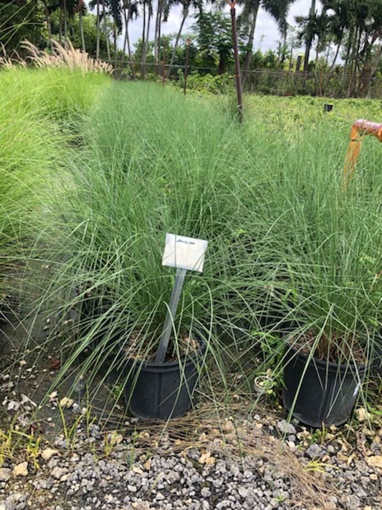 muhlenbergia-muhly-grass