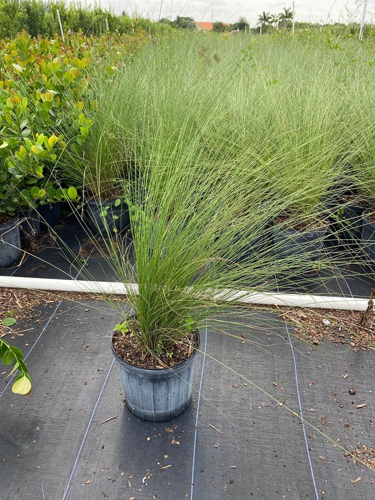 muhlenbergia-muhly-grass