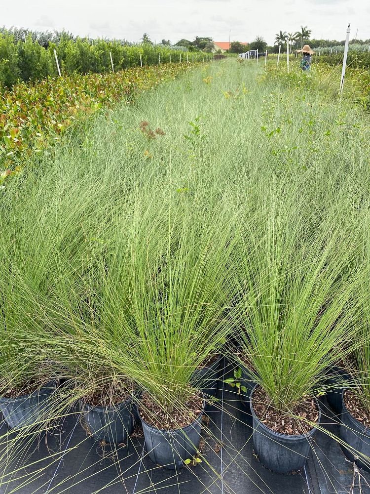 muhlenbergia-muhly-grass